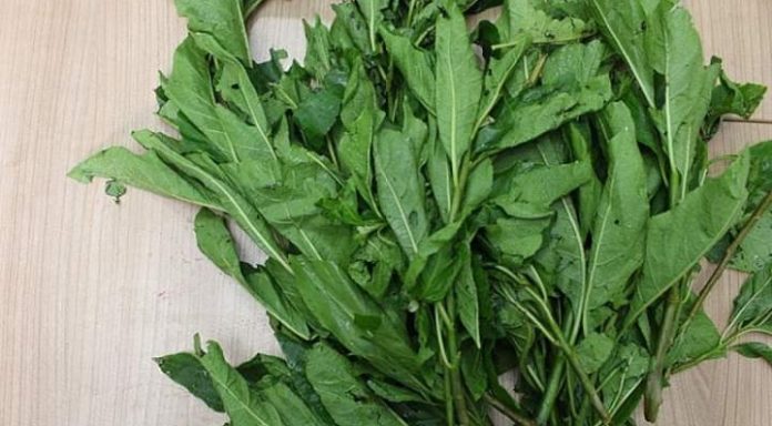 health benefits of bitter leaf