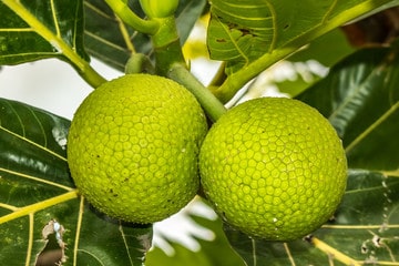 Nutritional content of breadfruit