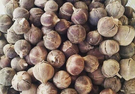 Health Benefits of Goron Tula