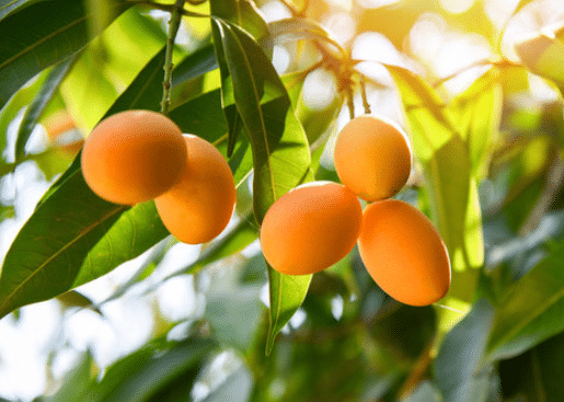 Health Benefits of Mango Leaves