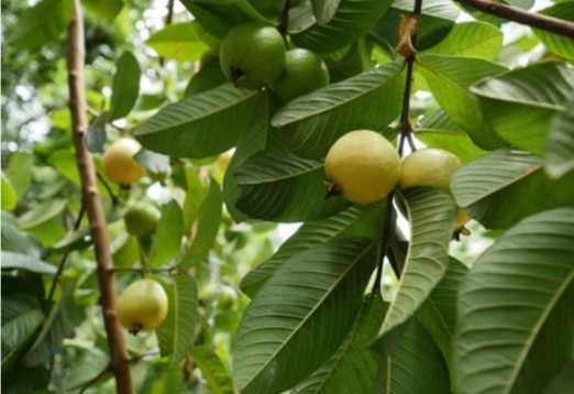 Health Benefits of Guava Leaves