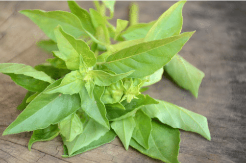 Nigerian curry leaf (lemon basil)