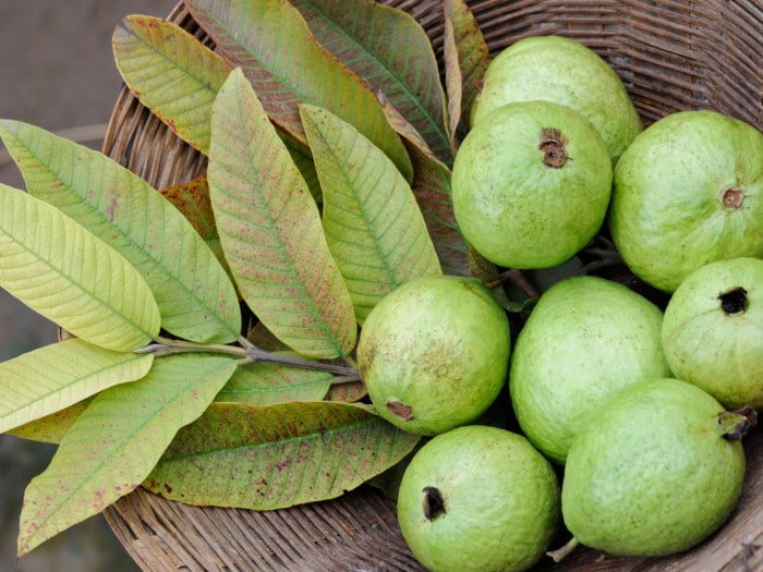 Guava Leaves