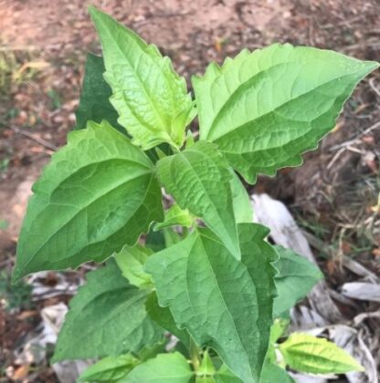 8 Specific Health Benefits of Awolowo Leaves (Siam Weed) - Health Guide NG