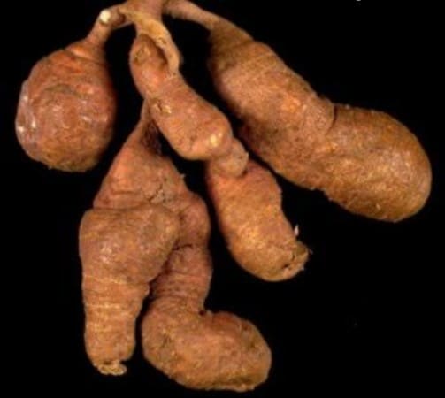 Health Benefits of African Yam Bean