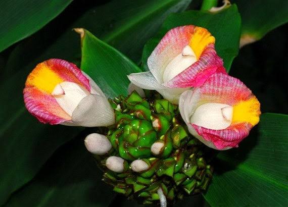 Health Benefits of okpete Costus afer