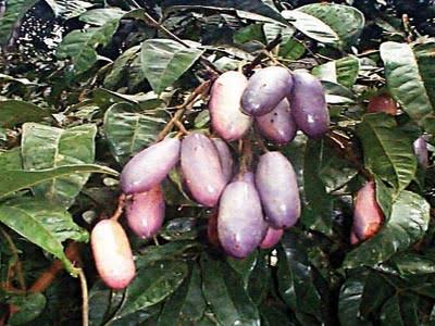 Health Benefits of African Pear Leaves