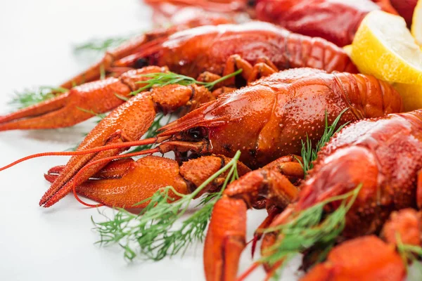 Lobsters Healthy Seafoods in Nigeria