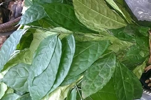 health benefits of editan leaves