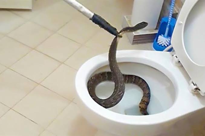 Ways To Prevent Snakes From Entering Your Toilet