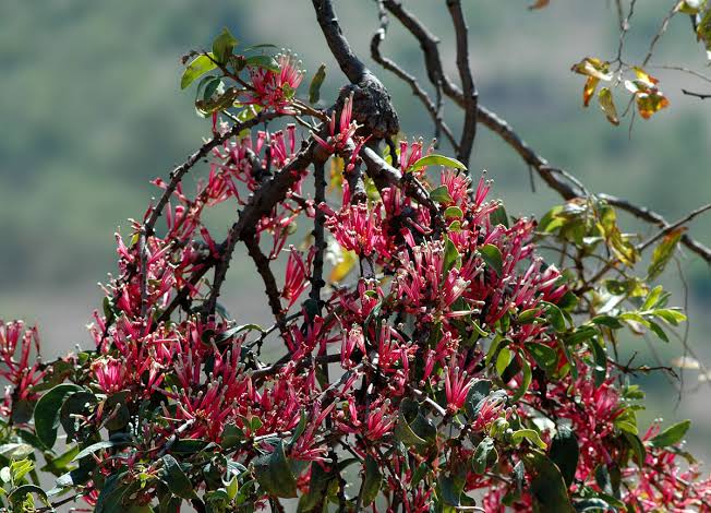 Health Benefits of African Mistletoe