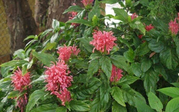 Health Benefits of Justicia carnea