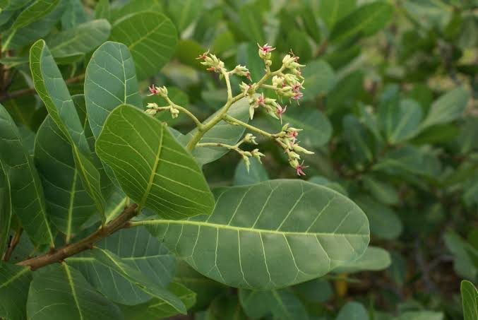 Health Benefits of Boiled Cashew Leaves