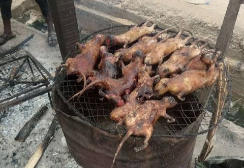 Health Benefits and Side Effects of Bushmeat