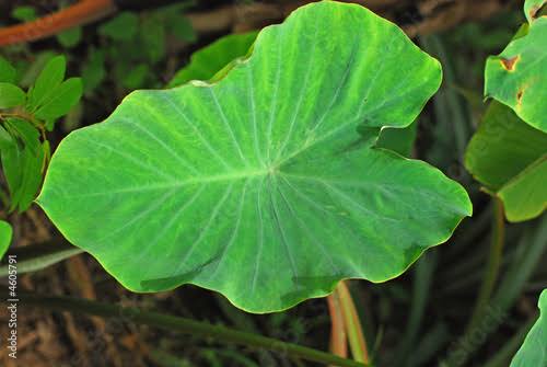 Health Benefits of Yam Leaves