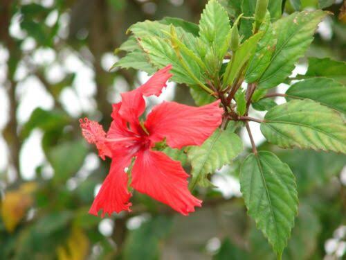 Health Benefits Of Hibiscus Leaves