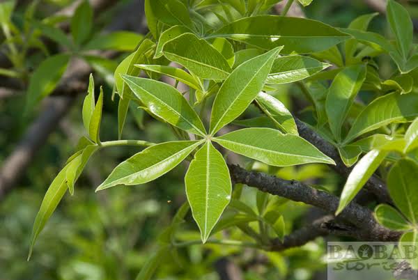 Health Benefits of baobab leaves 