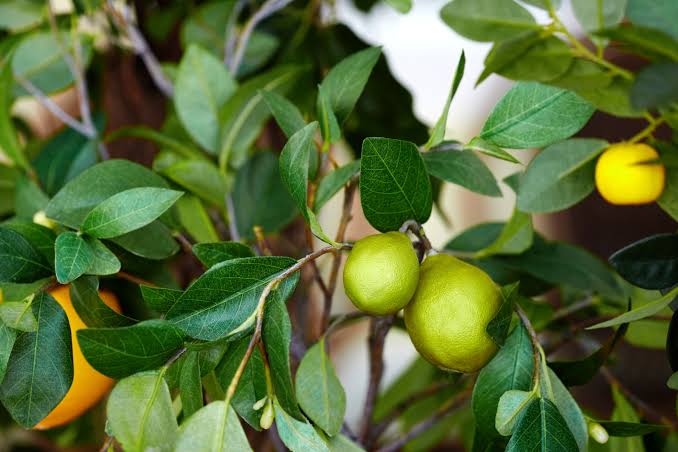 Health Benefits of Lemon Leaves