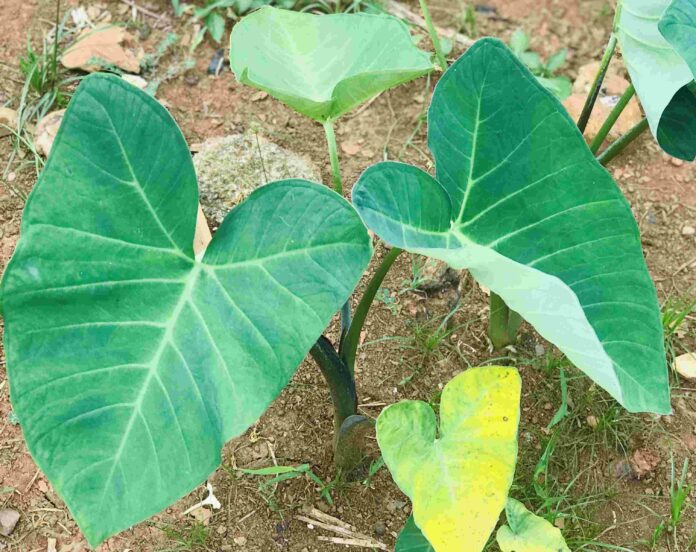 Health Benefits of Cocoyam Leaves