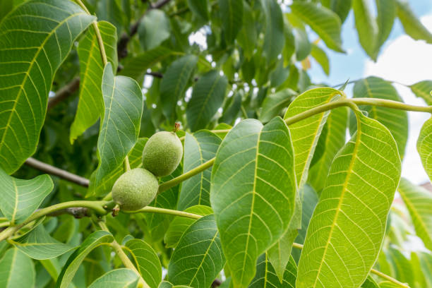 Health Benefits of Walnut Leaves